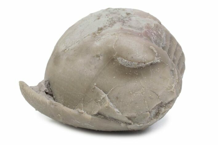 Bargain, Enrolled Illaenus Plautini Trilobite Fossil - Russia #363194